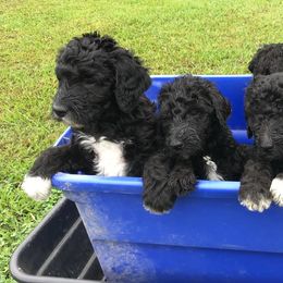 Goldendoodles from Virginia Beach Goldendoodles