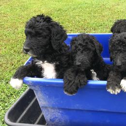 Goldendoodles from Virginia Beach Goldendoodles