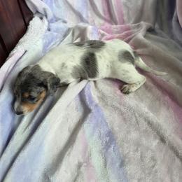 Dapple baby girl - Dapple female Dachshund puppy in Crab Orchard, Kentucky from Lucy’s legacy dachshunds