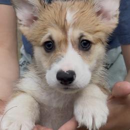 AKC Green - Fawn male Pembroke Welsh Corgi puppy in Summerfield, Florida from Promise Land Farm
