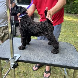 Kerry Blue Terrier Puppies from Eirebear Kerry Blue Terriers