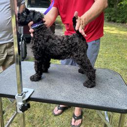 Kerry Blue Terrier Puppies from Eirebear Kerry Blue Terriers
