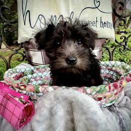 Miniature Schnauzer Puppies from Sophie’s Choice Puppies