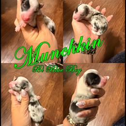 Munchkin - Bi Blue Boy - Blue merle male Toy Shetland Sheepdog puppy in Frazeysburg, Ohio from Mountain High Kennels