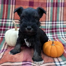Jason - Black and silver male Miniature Schnauzer puppy in Hedgesville, West Virginia from Clay Hill Kennels