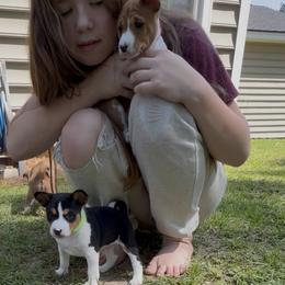 Basenji Puppies from Blue Diamond Basenjis