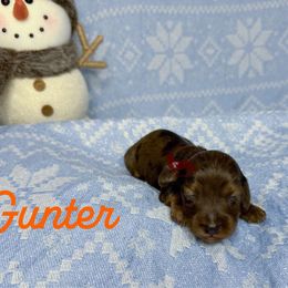 Gunter - Dapple male Dachshund puppy in Seguin, Texas from Good Neighbor Ranch Dachshunds