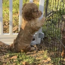 Pixie - Dapple female Dachshund puppy in Searcy, Arkansas from Short and Sassy Doxies