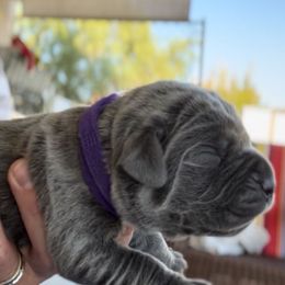 Romeo - Gray male Cane Corso puppy in Las Vegas, Nevada from LV3M Cane Corso