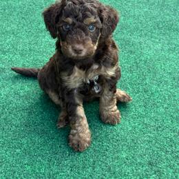 Puppy pick 3 - Chocolate male Goldendoodle puppy in Natural Bridge, Virginia from Padgetts Hill Puppies