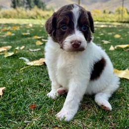 Chip - Brown and white male Aussiedoodle puppy in Heber City, Utah from Junipersdoodles