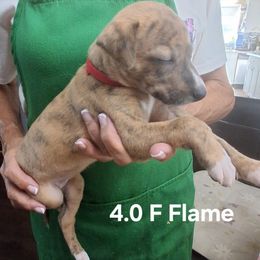FLAME - Red brindle female Whippet puppy in Ocala, Florida from Sandstorm Whippets