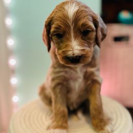 Goldendoodle Puppies from Ruby’s Goldendoodles