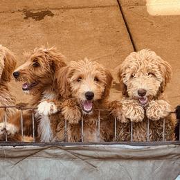 Labradoodles from Napa Valley Labradoodles