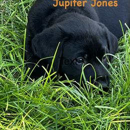 Labrador Retriever Puppies from Whispering Valley Labs