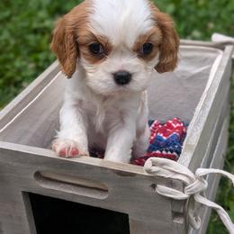 Honey - Blenheim female Cavalier King Charles Spaniel puppy in Grantsville, Maryland from One Big Cavy Family