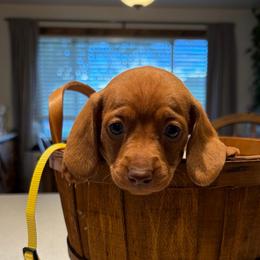 Brunette- yellow collar - Red female Dachshund puppy in Olathe, Colorado from Rocking LJ Breeding