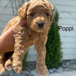 Poodle Puppies from Sarah Lobbestael
