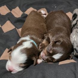 Australian Shepherd, Border Collie, Miniature American Shepherd, Miniature Australian Shepherd, and Toy Australian Shepherd Puppies from Aloe Aussies