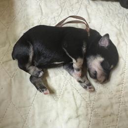 Teddy - Black and silver male Miniature Schnauzer puppy in Comanche, Texas from Circle R Sidney