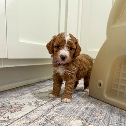 Garth - Red male Cavapoo puppy in Beresford, South Dakota from DAKOTA DOOD RANCH