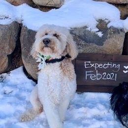 Labradoodles from Rocking P Doodles