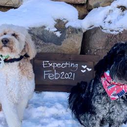 Labradoodles from Rocking P Doodles