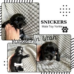 Yorkshire Terrier Puppies from Yorkies in Utah
