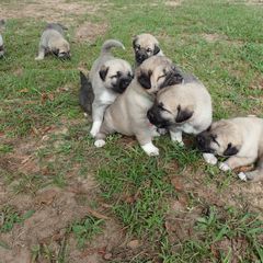 Kangal Puppies from DASA Ridge Kangals