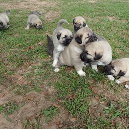 Kangal Puppies from DASA Ridge Kangals