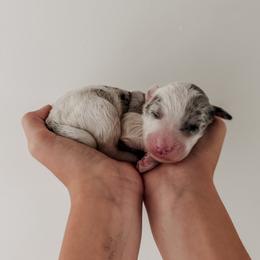 Sylvia - Blue merle and white female Sheepadoodle puppy in Wabash, Indiana from DOODCompany