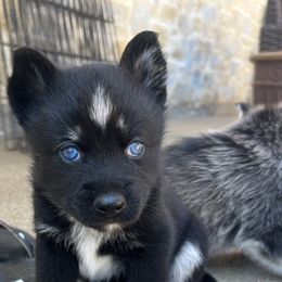 Pomsky Puppies from Ponderosa Pomskies