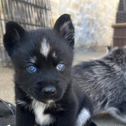 Pomsky Puppies from Ponderosa Pomskies