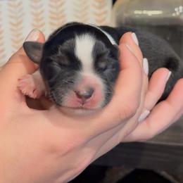 Joleen - Black tri female Miniature Australian Shepherd puppy in North Lakeport, California from Wild Rose Ranch