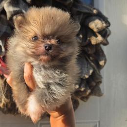 Lupo - Blue sable male Pomeranian puppy in Smithville, Texas from Lafary Poms