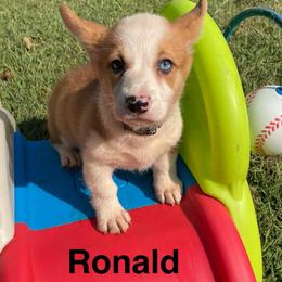 Ronald - Red male Pembroke Welsh Corgi puppy in Apison, Tennessee from Ashmore Corgis