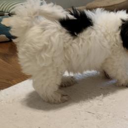 Coton de Tulear Puppies from Coton Country