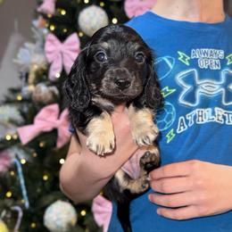 Rose - Black and cream female Dachshund puppy in Hornbeck, Louisiana from A&Z Mini Dachshunds