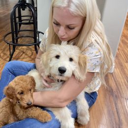 Goldendoodle Puppies from Cute as a Doodle