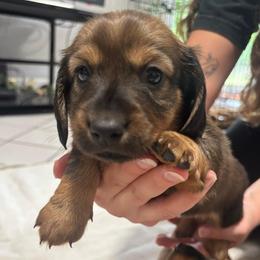 Girl 4 - Sable female Dachshund puppy in Miami, Florida from Marble Dachshunds