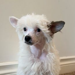 Very Tiny Puff - White male Chinese Crested puppy in Lexington, Michigan from Affinity