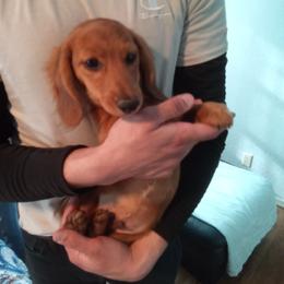 Ltd Red - Red male Dachshund puppy in Tulsa, Oklahoma from Eternal Puff AKC Lhasa Apsos OR AKC Miniature Long Haired Dachshunds