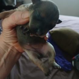 Pup 2 of girls - Silver female Chihuahua puppy in Madison, Wisconsin from Lynda Pups