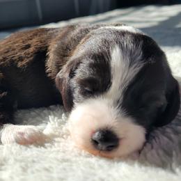 Blanche - Red tri-color female Assorted Doodle Crosses puppy in Blackfoot, Idaho from Lucky Pup Meadows