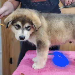 Alaskan Malamute Puppies from Coon Creek Alaskan Malamutes
