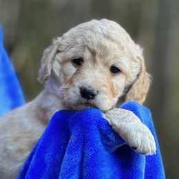 Girl 1 - Goldendoodle puppy in Gig Harbor, Washington from Sandy’s Goldendoodles