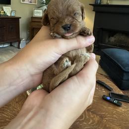 Cavalier King Charles Spaniel and Cavapoo Puppies from Primrose Pups