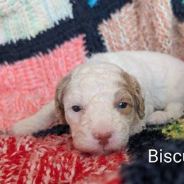Biscuit - White male Bernedoodle puppy in Weatherford, Texas from Donnasdoodlebugs