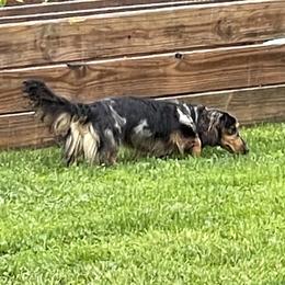 Ralph - Dachshund