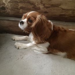 Kassy - Cavalier King Charles Spaniel